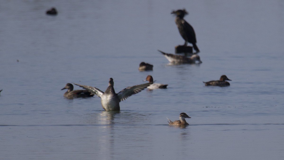 Gadwall - ML497623551