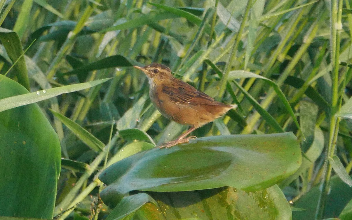 Pallas's Grasshopper Warbler - ML497624231