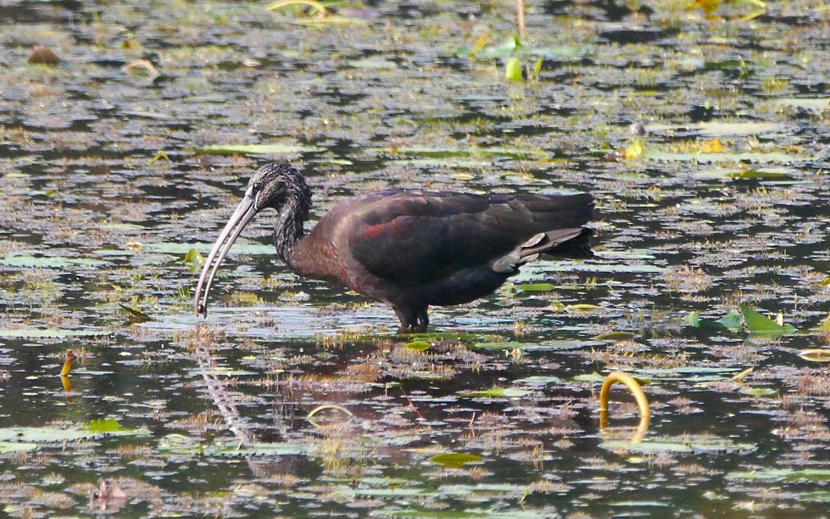 ibis hnědý - ML497624261