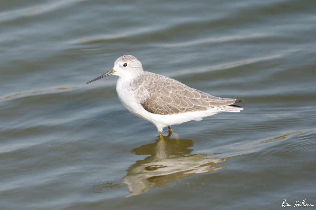 Marsh Sandpiper - ML497624661