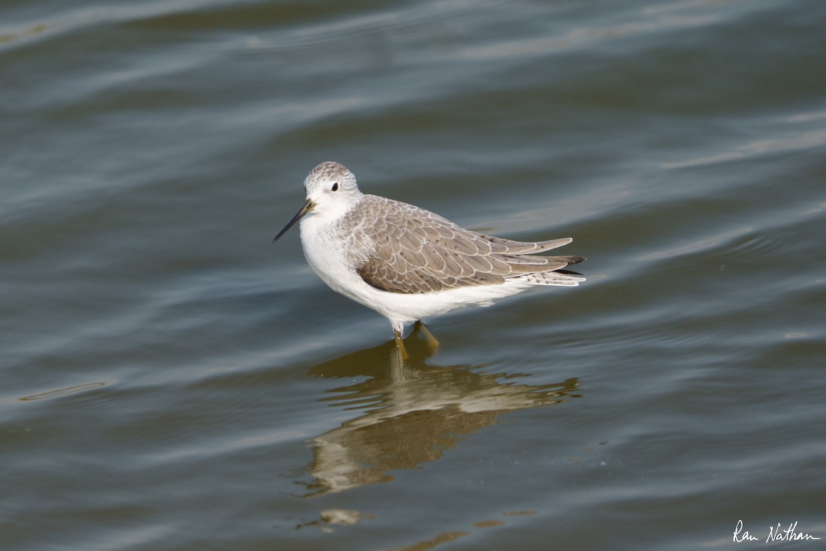 Marsh Sandpiper - ML497624671