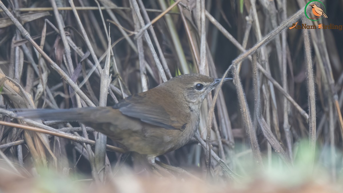 Dalat Bush Warbler - ML497624761