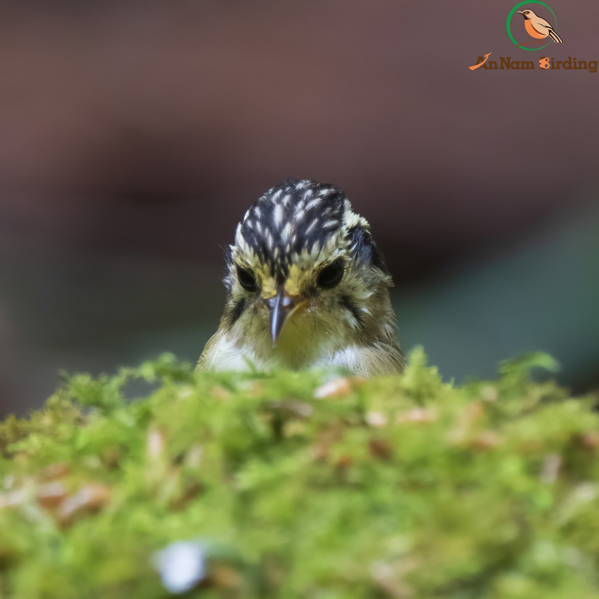 Black-crowned Fulvetta - ML497624911
