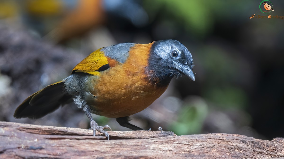Collared Laughingthrush - Dinh Thinh