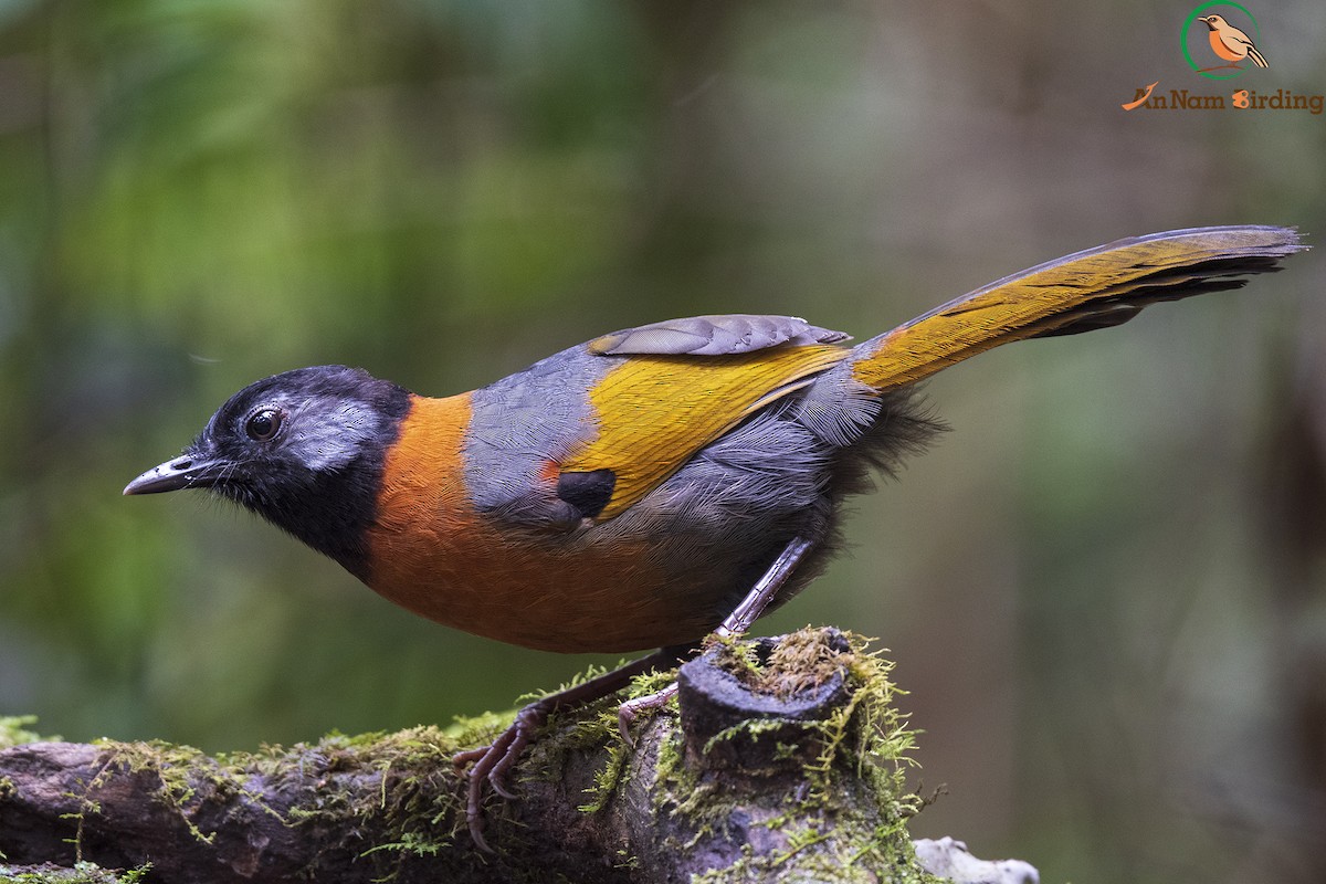 Collared Laughingthrush - ML497625101