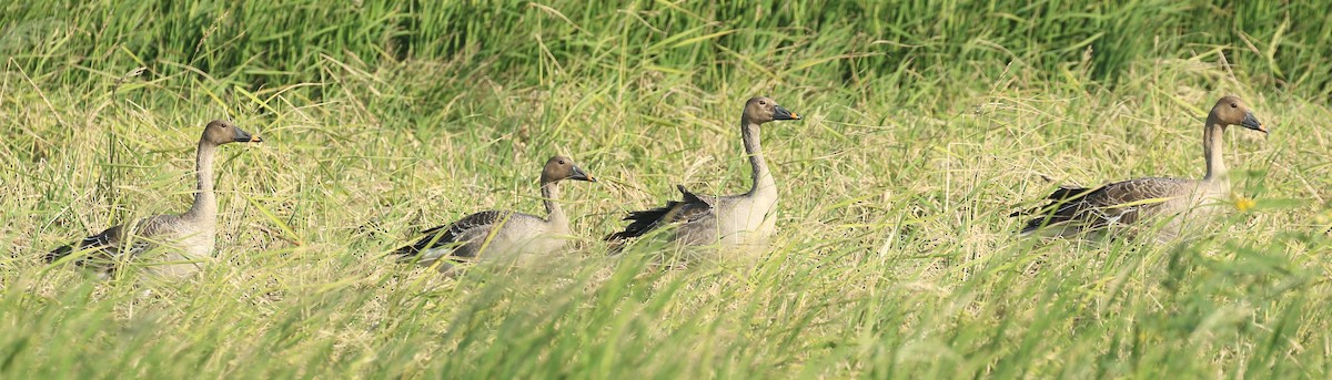 Taiga Bean-Goose - ML497625771