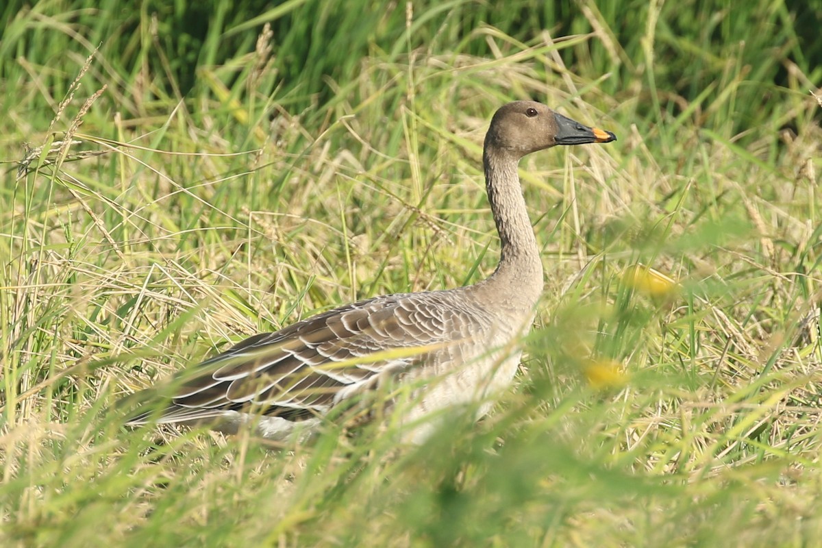 Taiga Bean-Goose - ML497625991