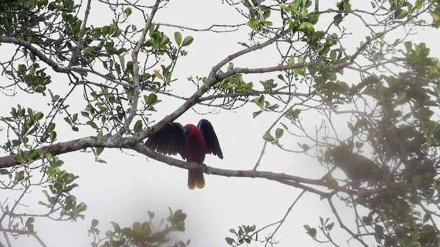 Tanimbar Eclectus - ML497627131