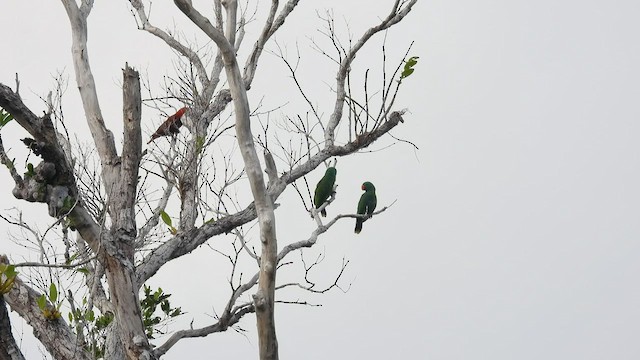 Tanimbar Eclectus - ML497627141