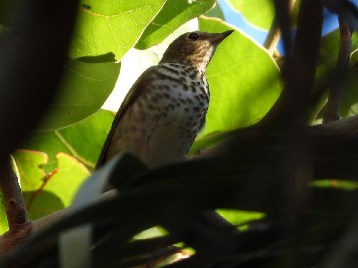 Swainson's Thrush - ML497627231