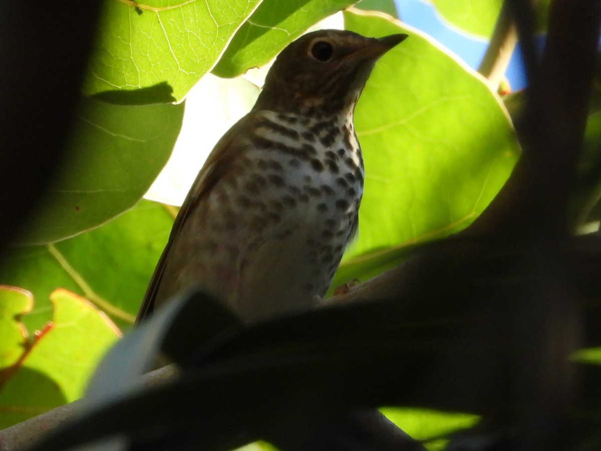 Swainson's Thrush - ML497627241