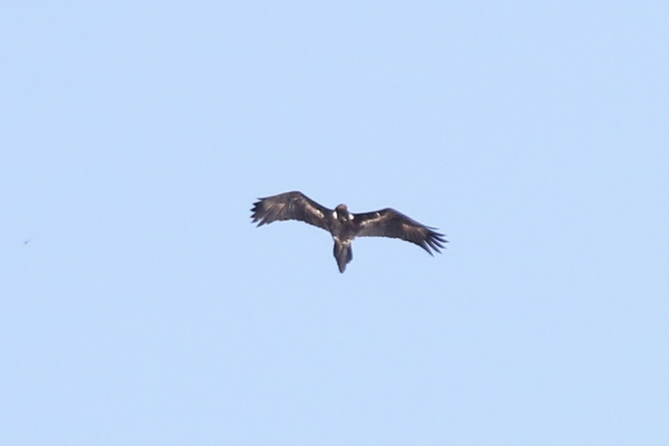 Wedge-tailed Eagle - ML497627551