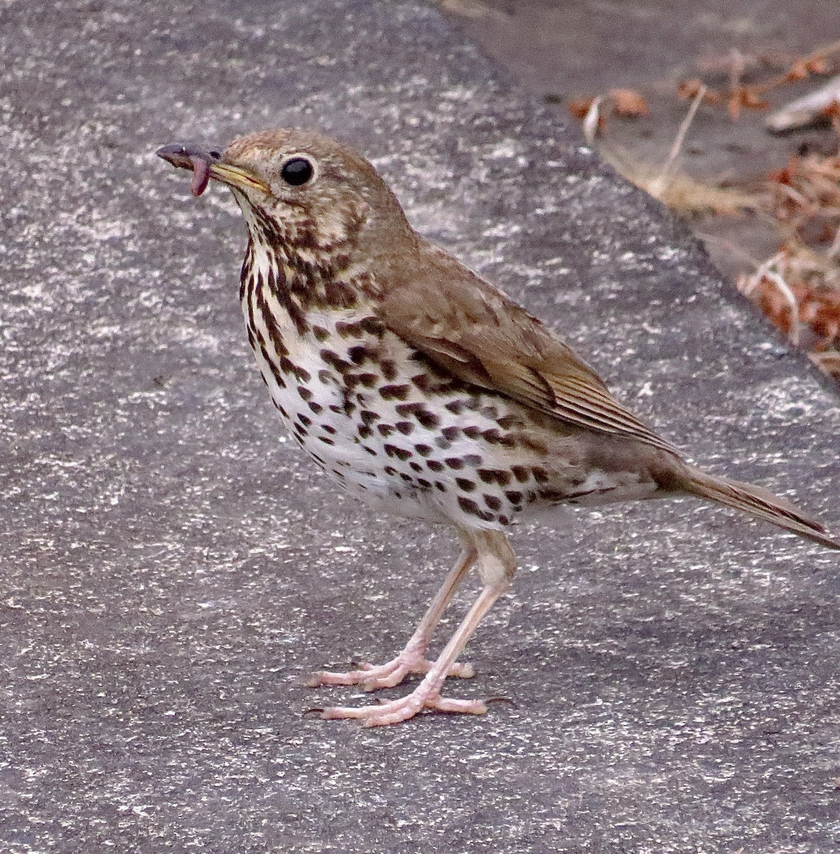 Song Thrush - ML497628311