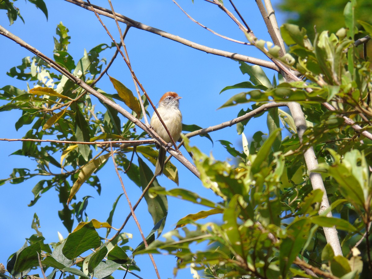 Gray-eyed Greenlet - ML497628451