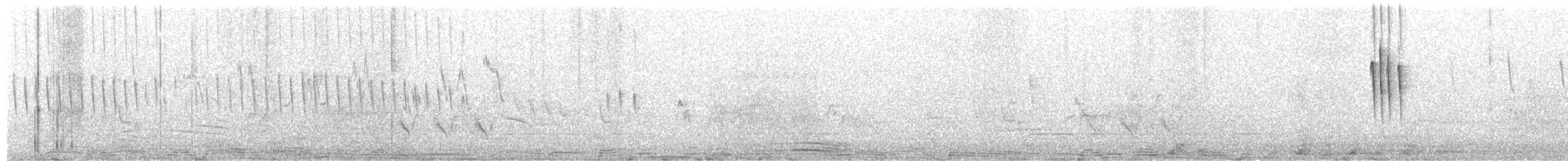 Weißscheitel-Kleintyrann (Weißbauch-Kleintyrann) - ML497628481