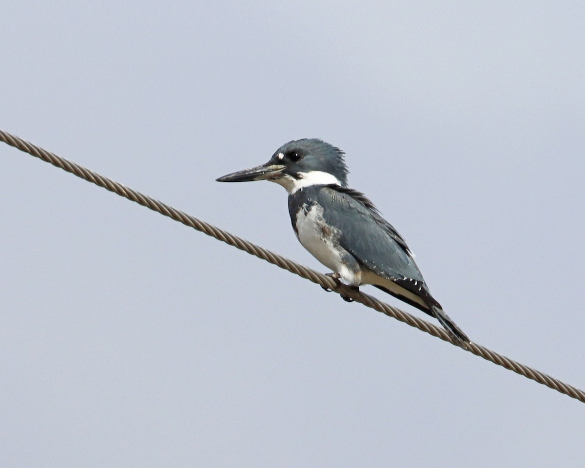 Belted Kingfisher - ML497629331