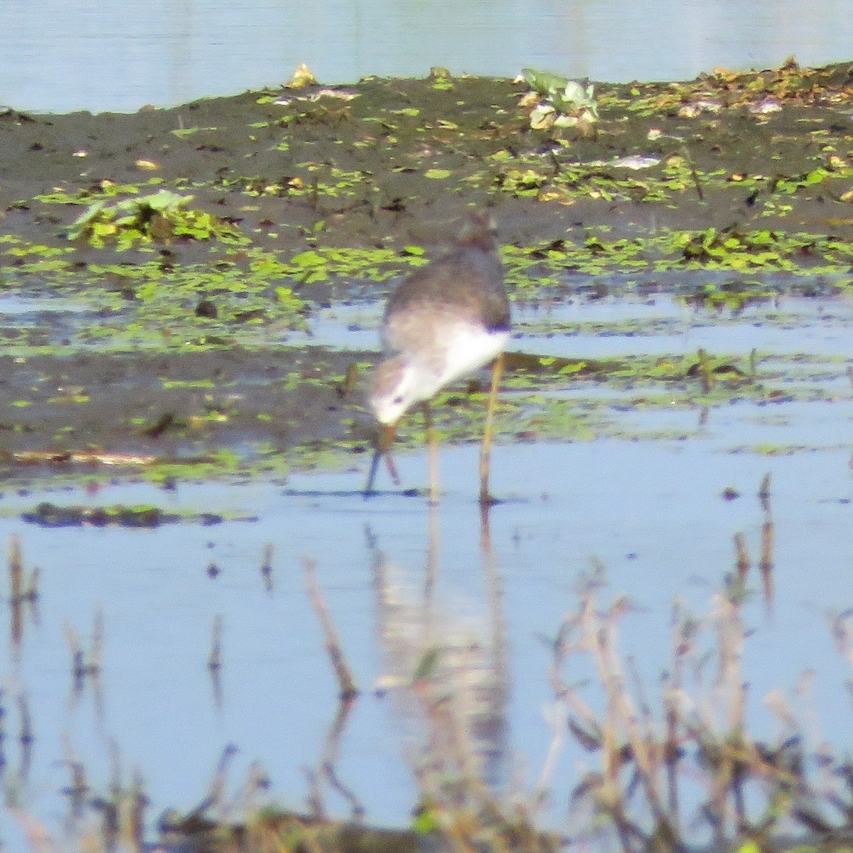 Marsh Sandpiper - ML497630591