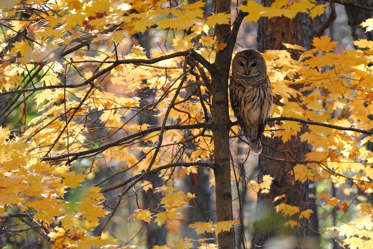 Barred Owl - Janet Hellner