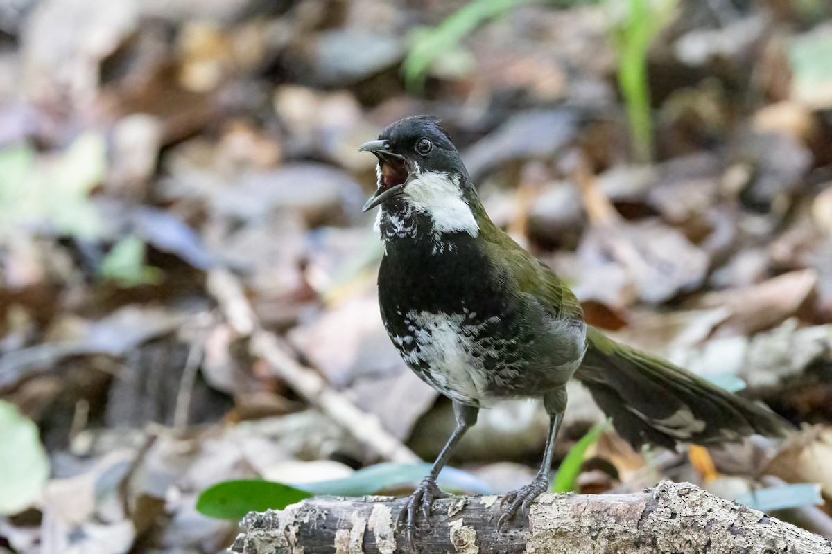 Eastern Whipbird - Cheryl and Graham Ponter