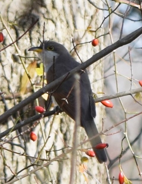 Yellow-billed Cuckoo - Anonymous