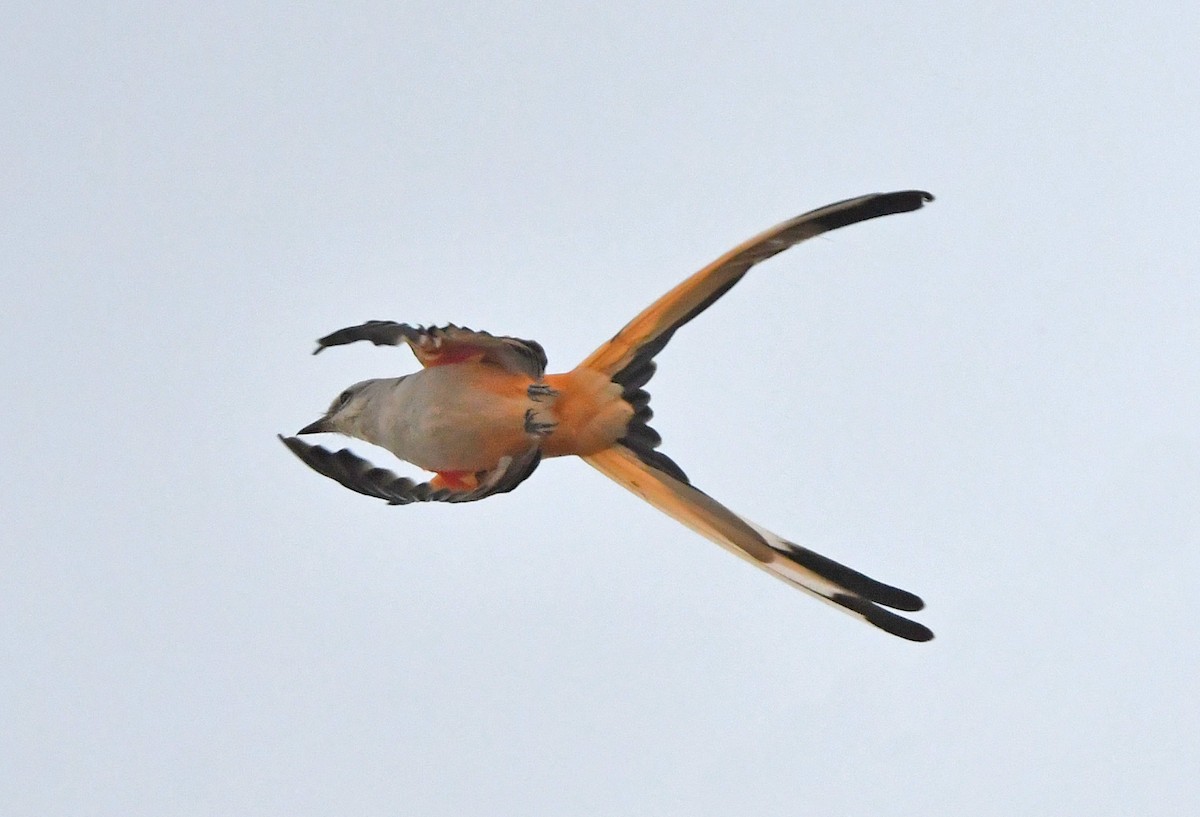 Scissor-tailed Flycatcher - ML497632681