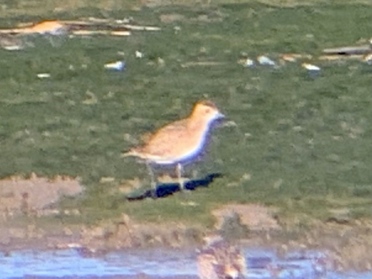 golden-plover sp. - ML497633841