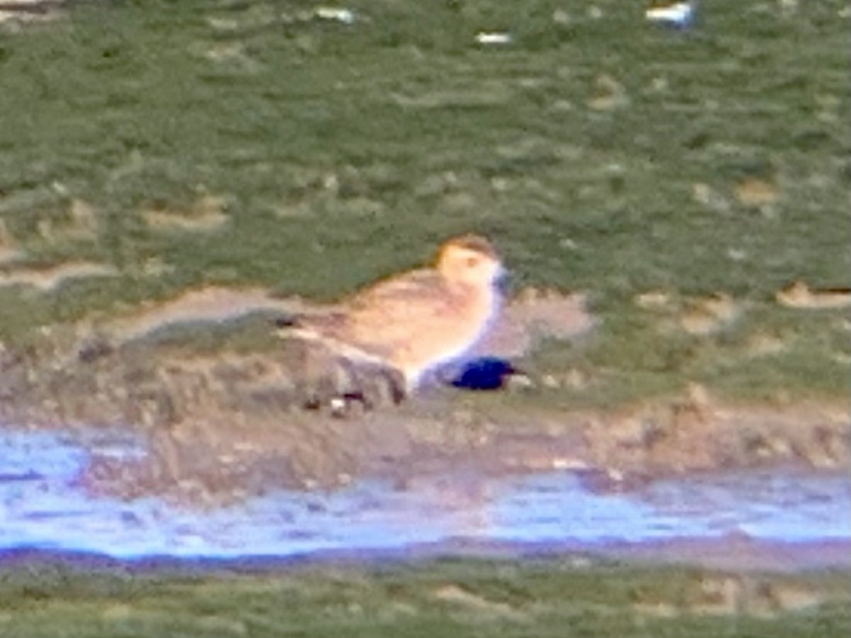 golden-plover sp. - ML497633851