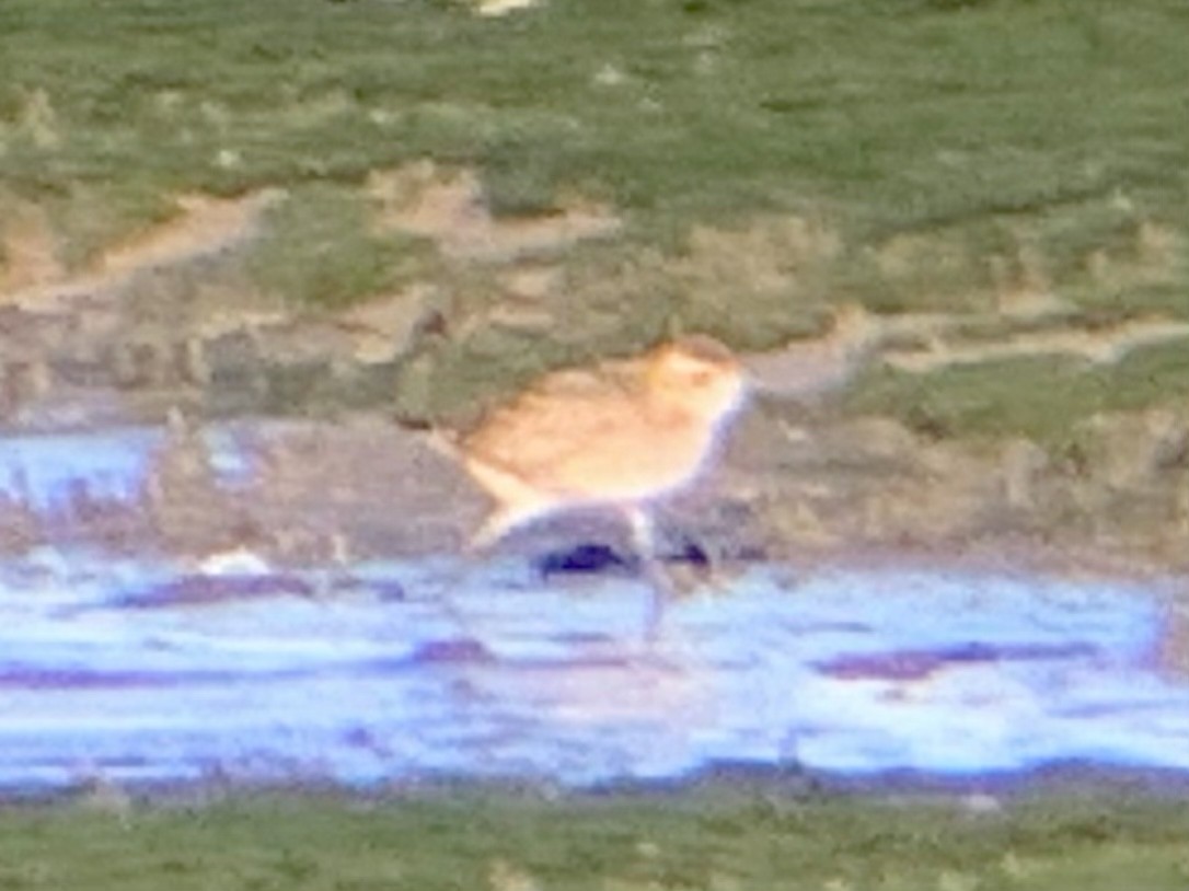 golden-plover sp. - ML497633871