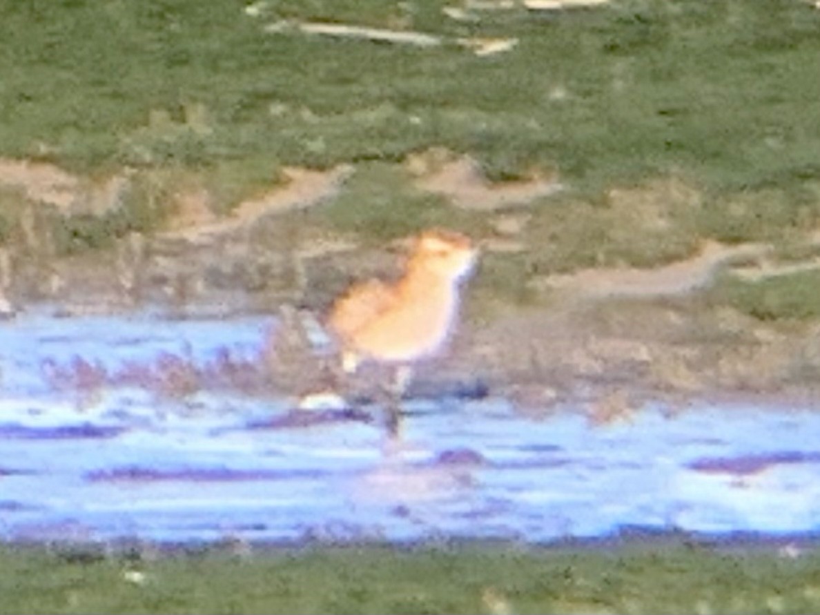 golden-plover sp. - ML497633881