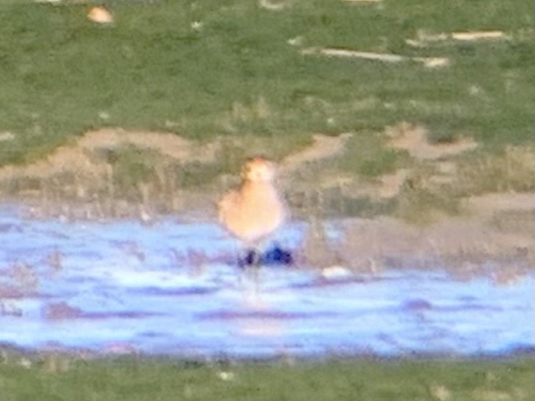 golden-plover sp. - ML497633891