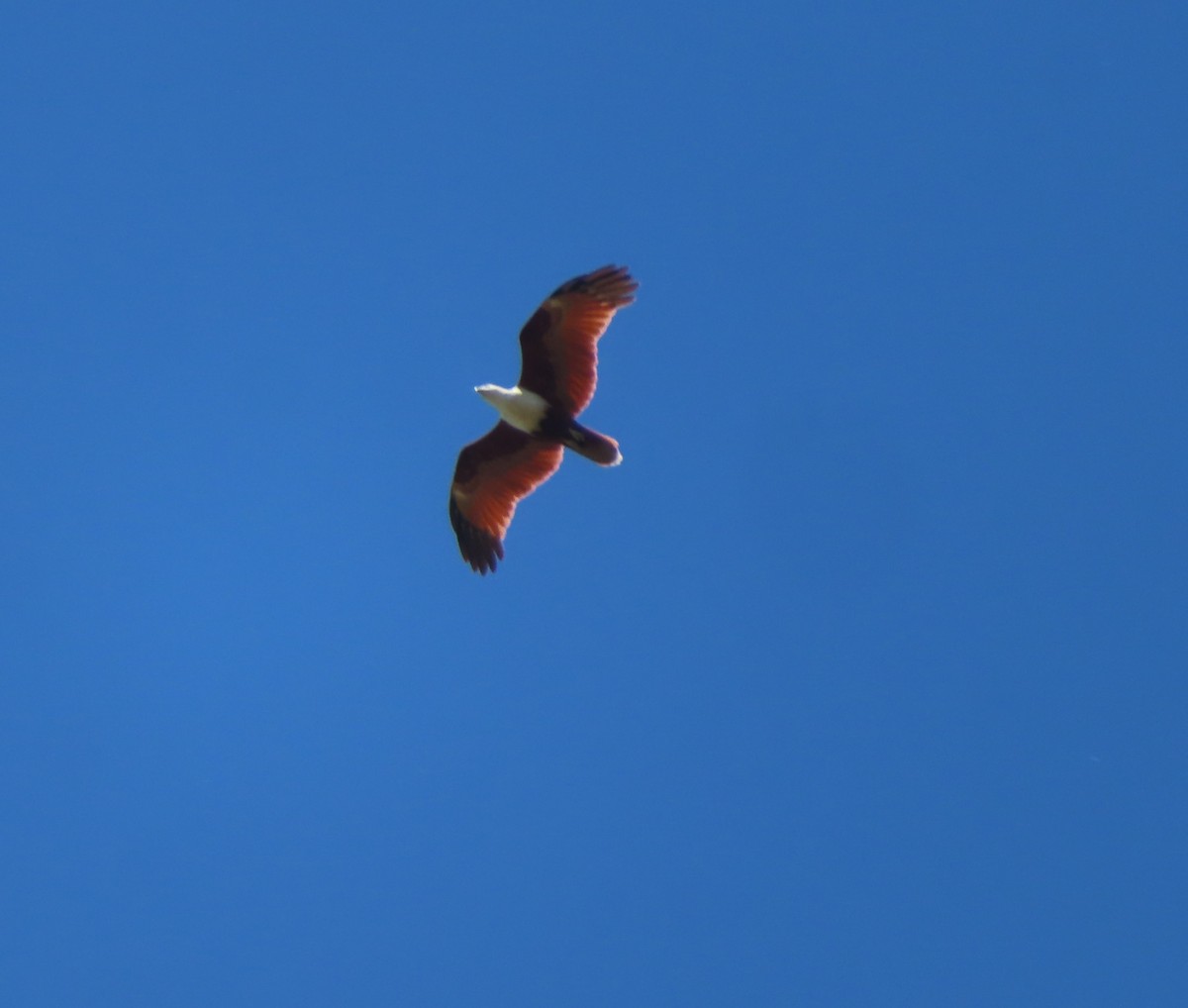 Brahminy Kite - ML497634051