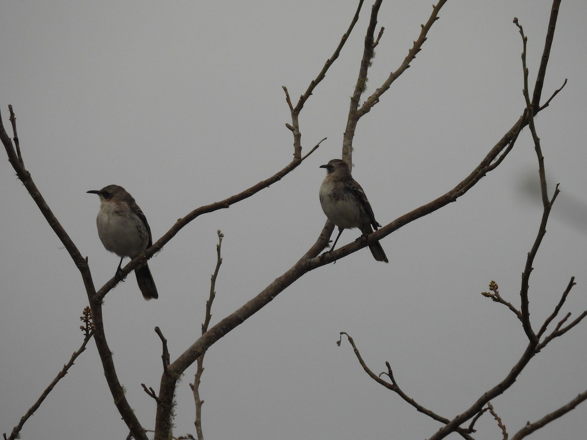 San Cristobal Mockingbird - ML497638441