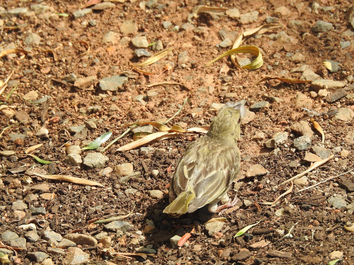 Southern Masked-Weaver - ML497638551