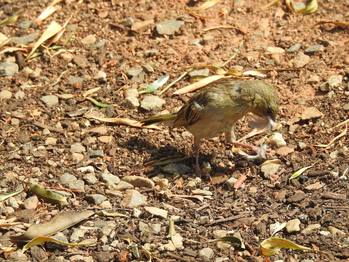 Southern Masked-Weaver - ML497638611