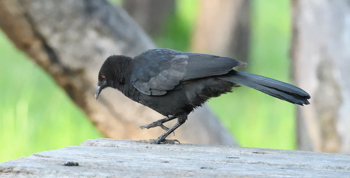 White-winged Chough - ML497638971