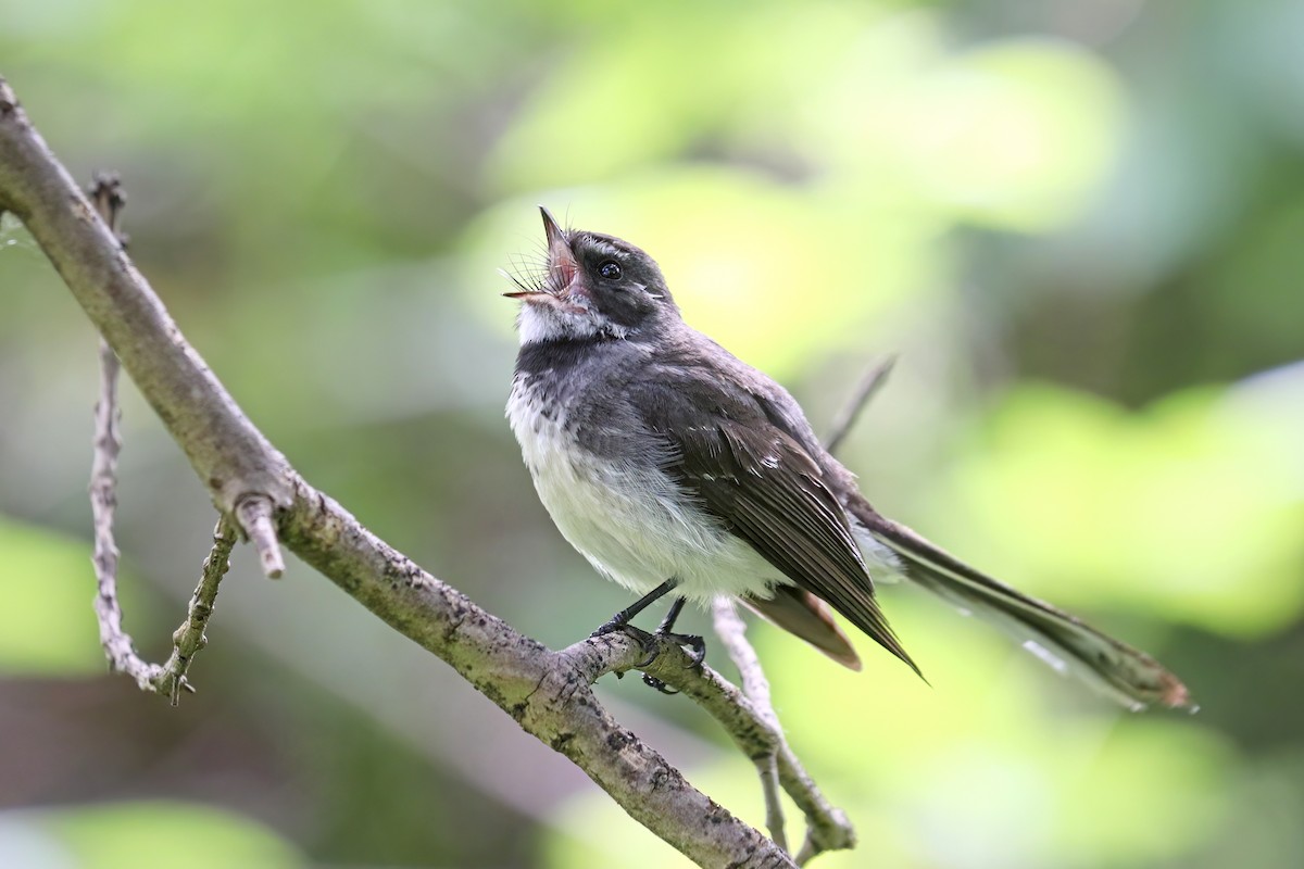 Gray Fantail (alisteri) - ML497639031