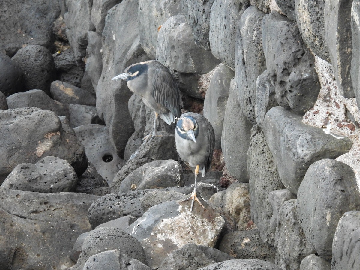 Yellow-crowned Night Heron - ML497639141