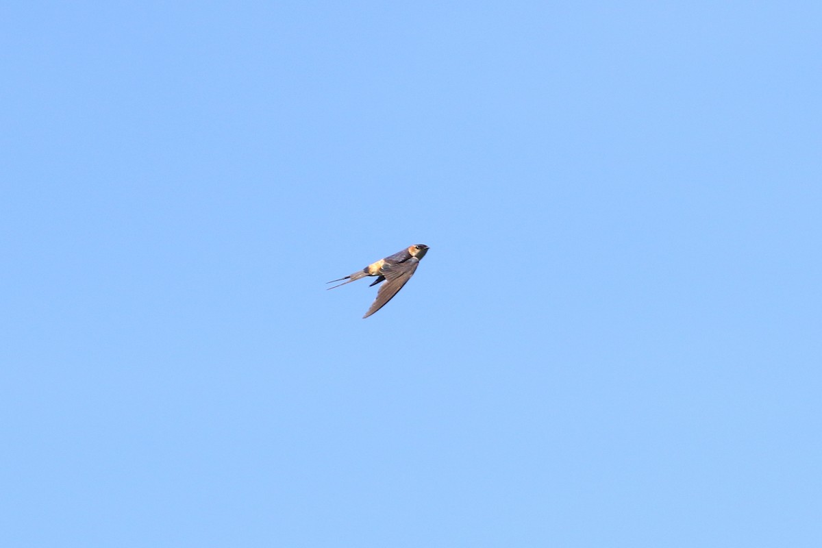 Red-rumped Swallow - ML497640951