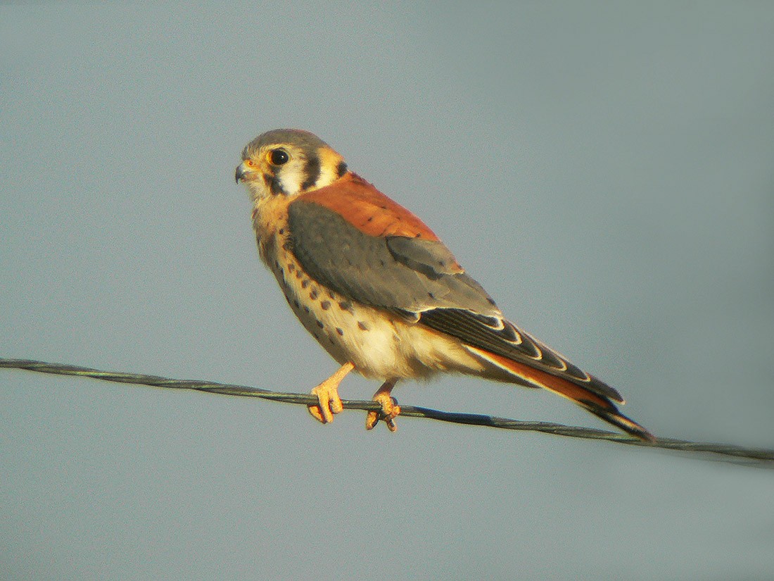 American Kestrel - ML49764201