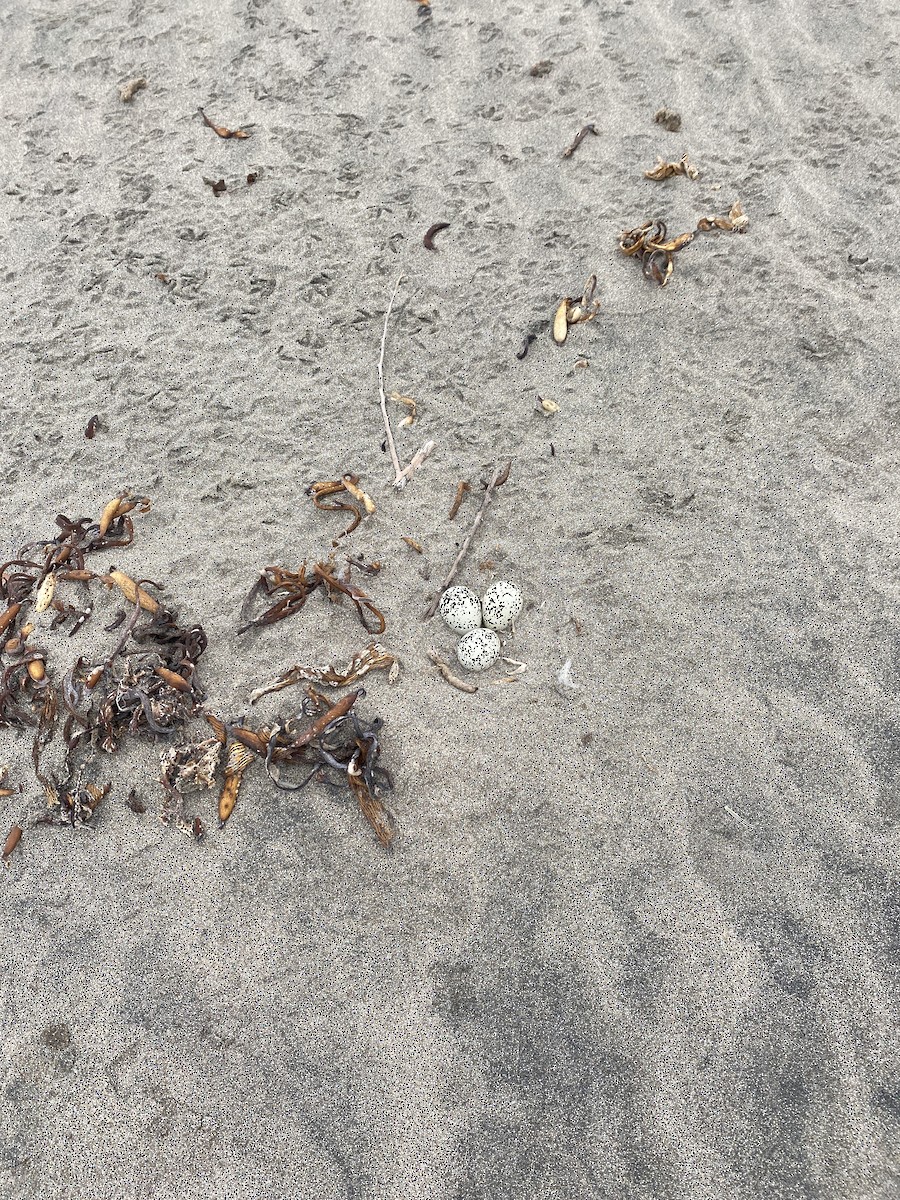 Snowy Plover - ML497642771