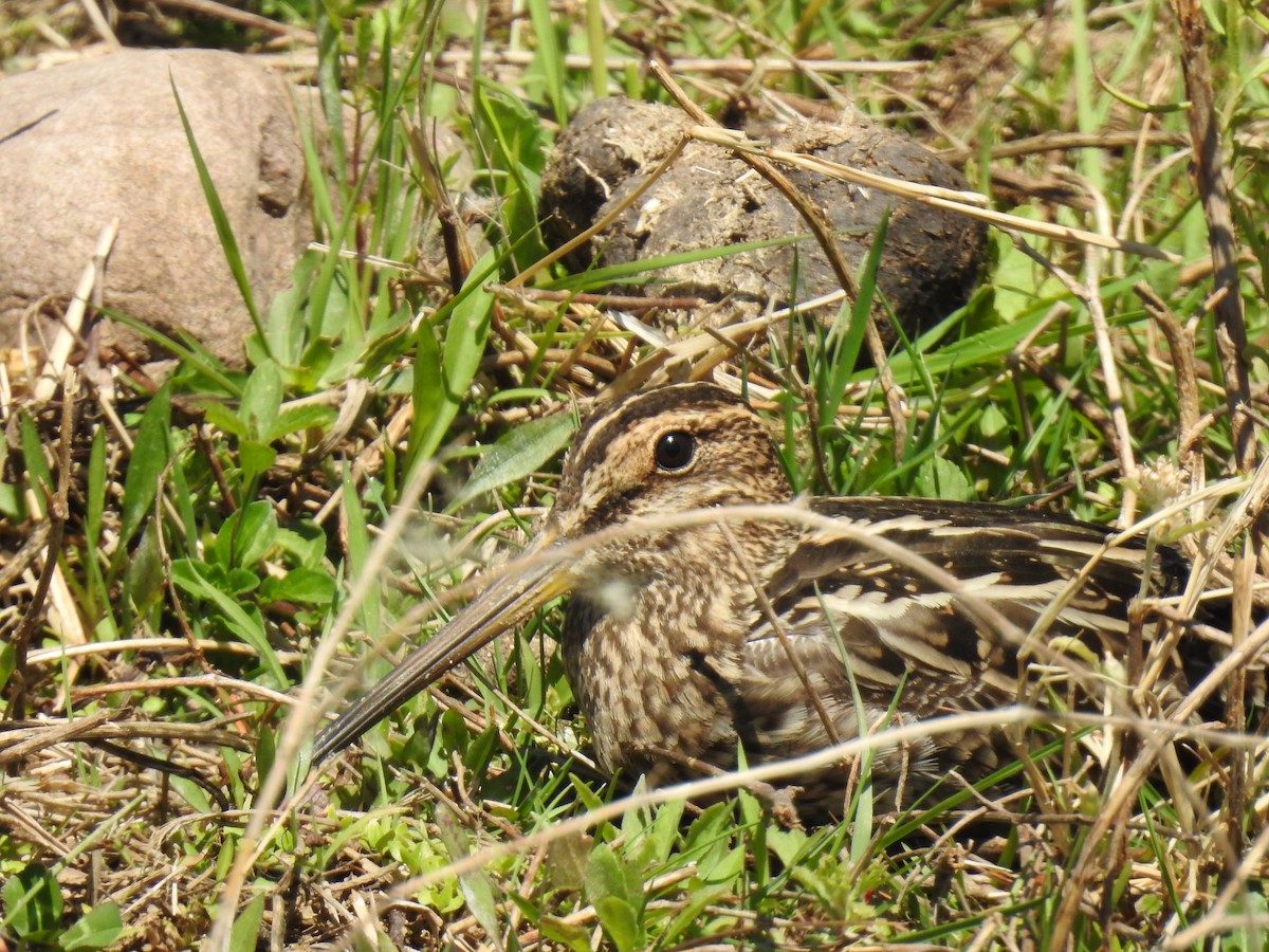 Pantanal Snipe - ML497643481