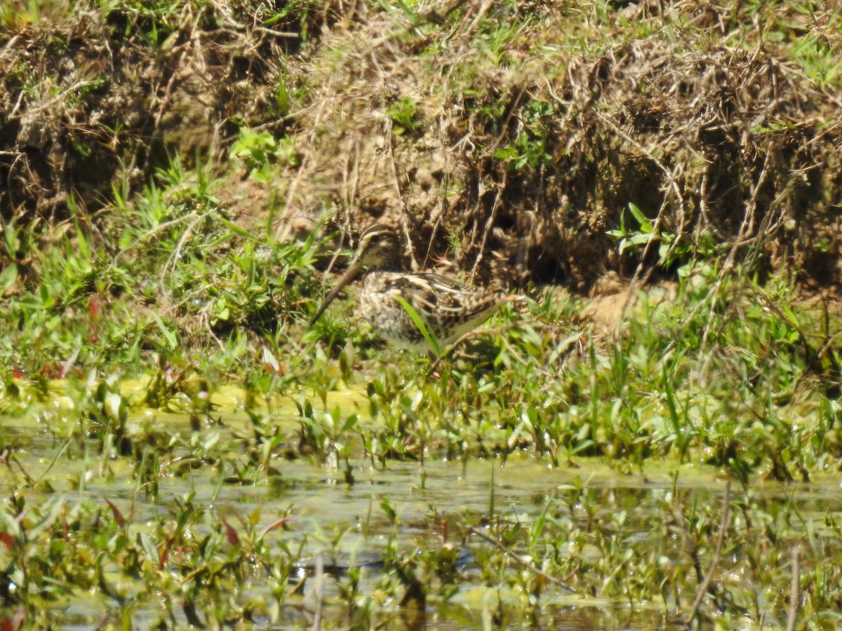 Pantanal Snipe - ML497643501