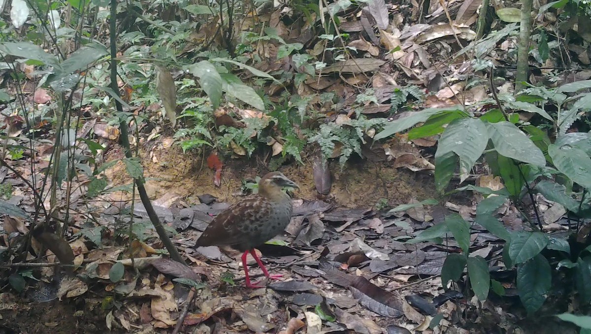 Râle à pieds rouges - ML497644921