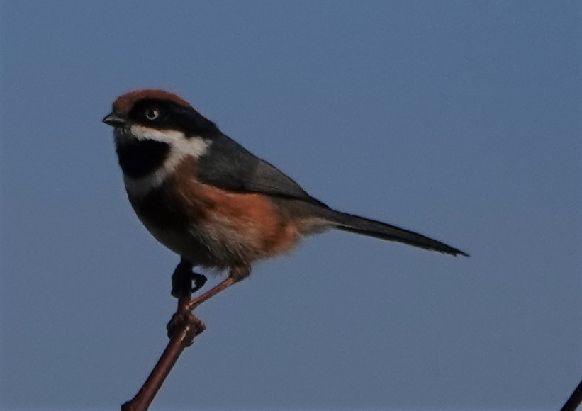 Black-throated Tit - ML497645001