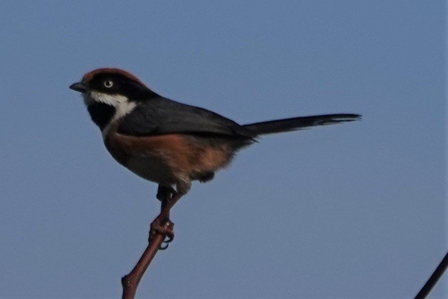 Black-throated Tit - Rookie A