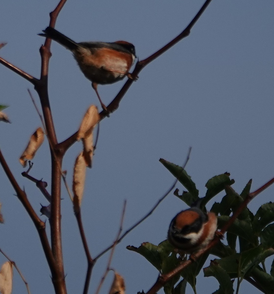 Black-throated Tit - ML497645021