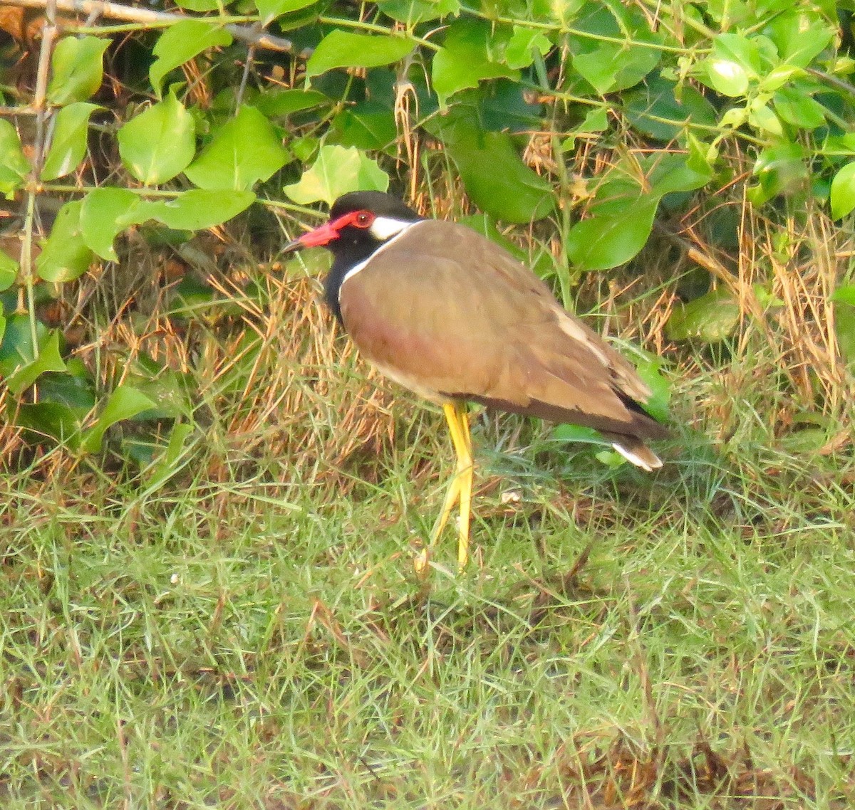 Red-wattled Lapwing - Mich Coker