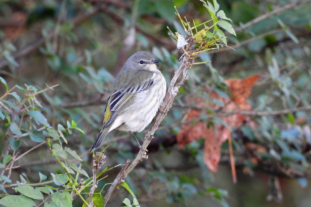 Cape May Warbler - S. K.  Jones