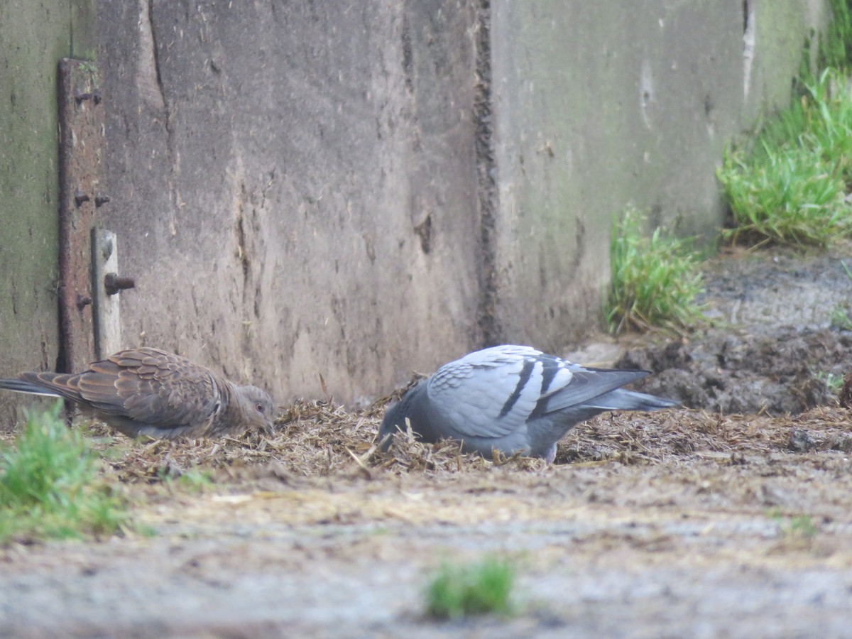 Oriental Turtle-Dove - ML497645941