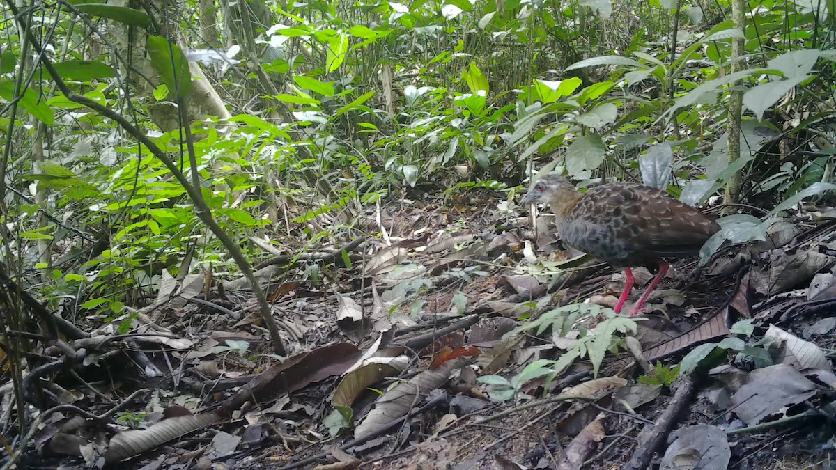 Nkulengu Rail - ML497646941